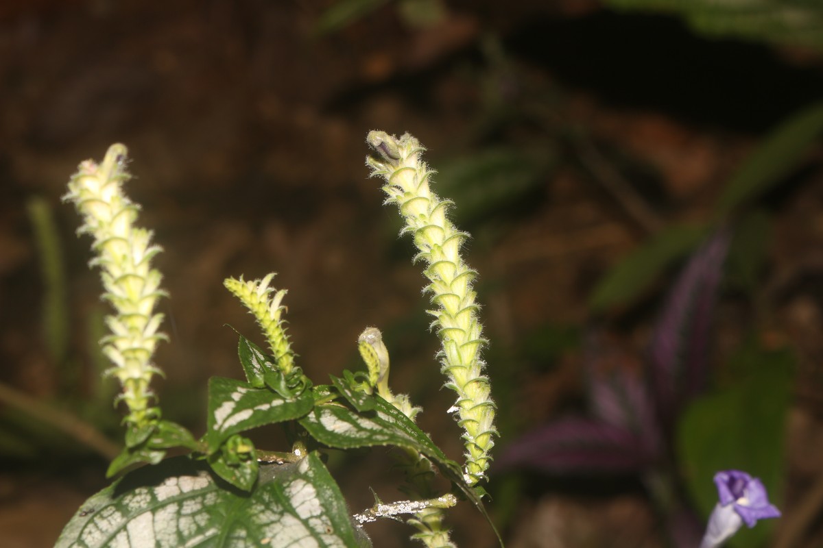 Strobilanthes auriculata var. dyeriana (Mast.) J.R.I.Wood